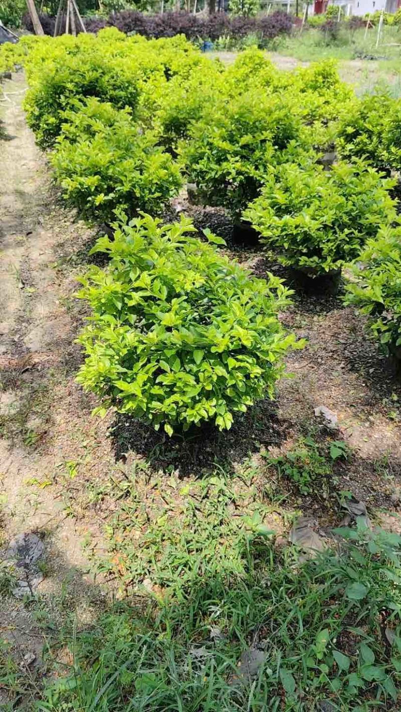 黄素梅球/黄金叶球基地直销规格齐全有需要的老板欢迎来电