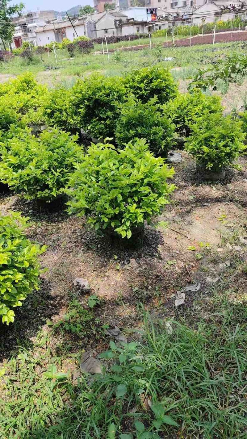 黄素梅球/黄金叶球基地直销规格齐全有需要的老板欢迎来电