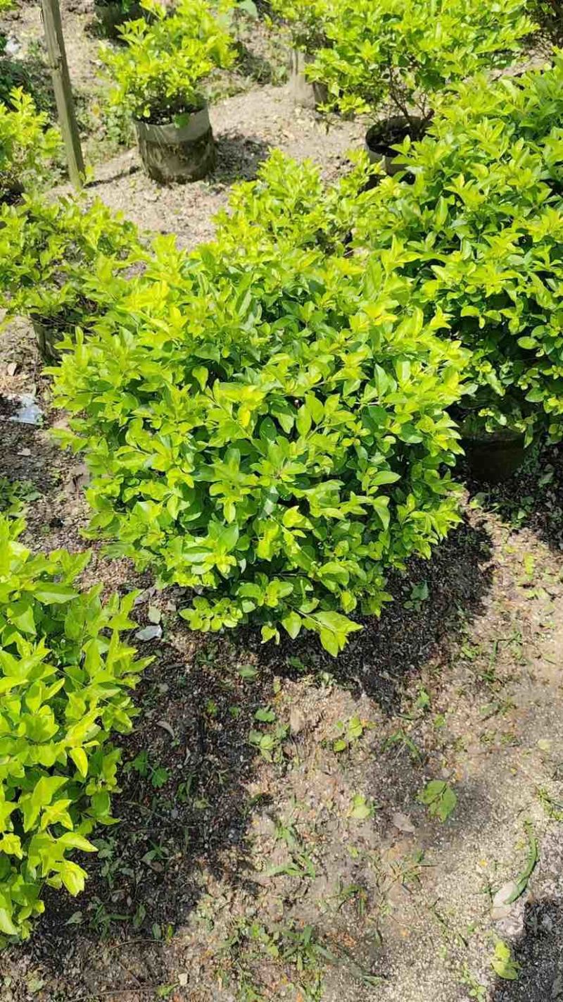 黄素梅球/黄金叶球基地直销规格齐全有需要的老板欢迎来电