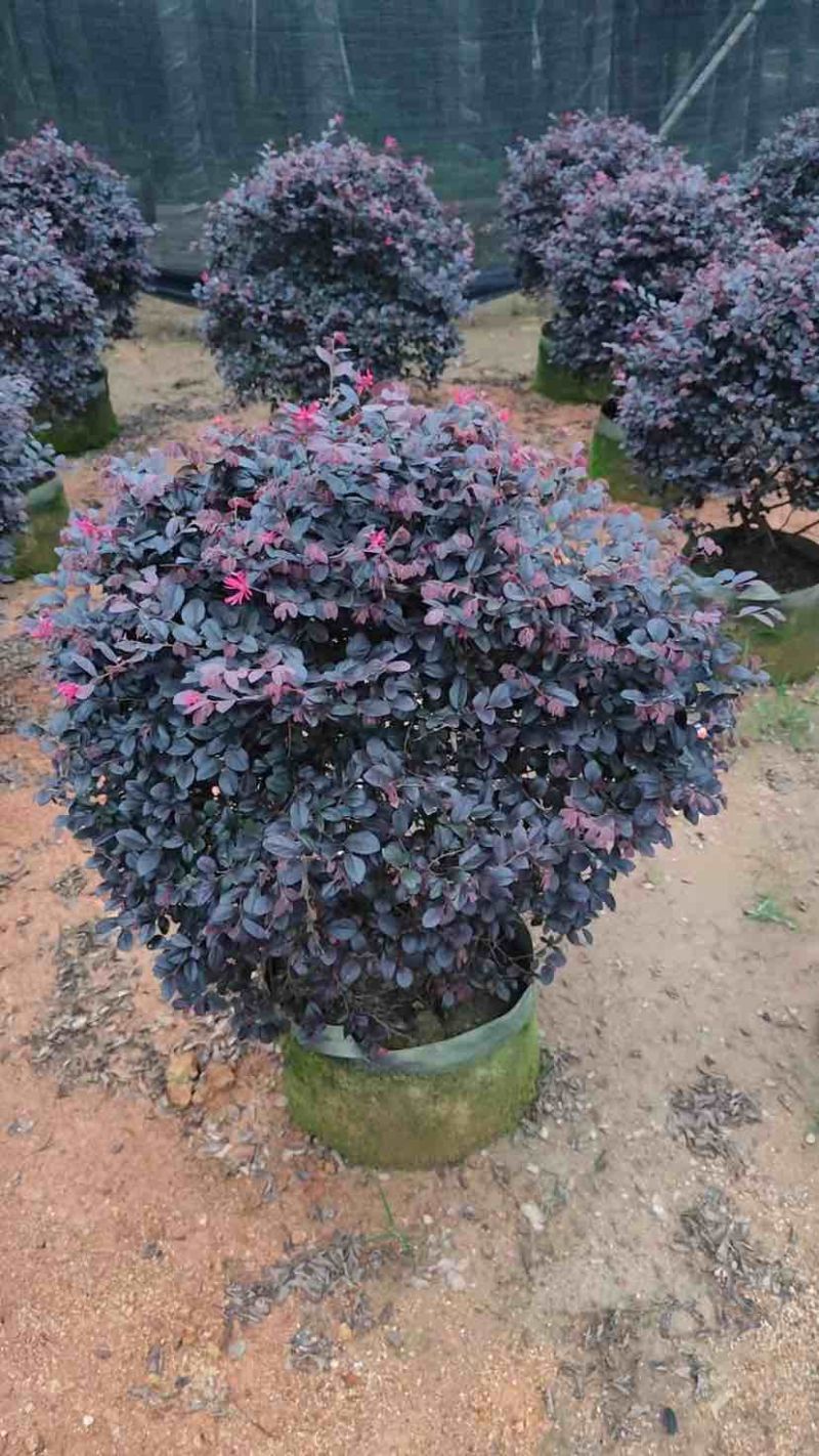 红花继木球基地直销规格齐全有需要的老板欢迎来电洽谈合作