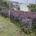 红花继木球基地直销规格齐全有需要的老板欢迎来电洽谈合作