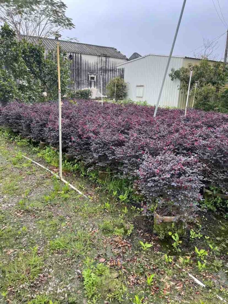 红花继木球基地直销规格齐全有需要的老板欢迎来电洽谈合作