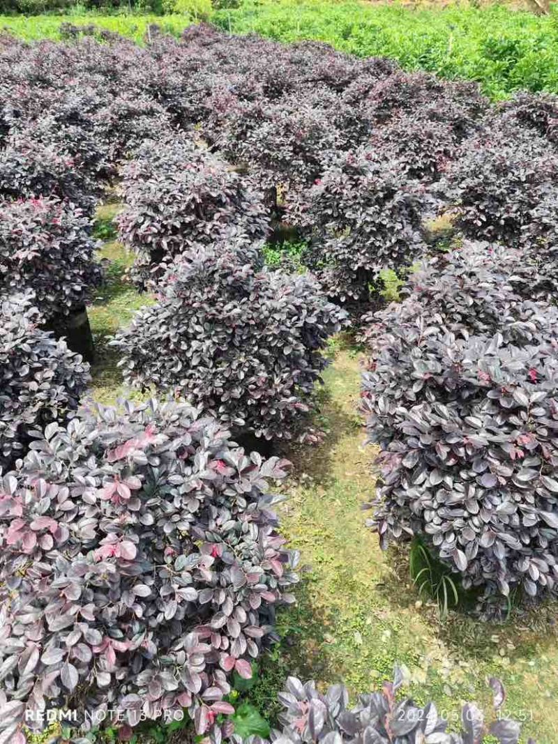 红花继木球基地直销规格齐全有需要的老板欢迎来电洽谈合作