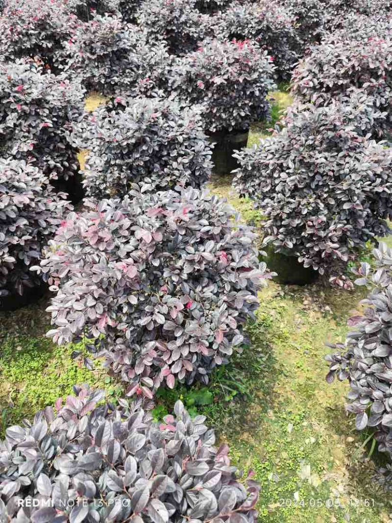 红花继木球基地直销规格齐全有需要的老板欢迎来电洽谈合作