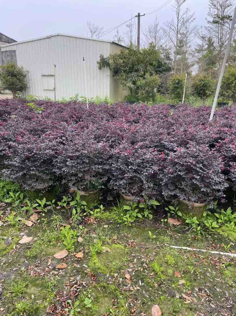 红花继木球基地直销规格齐全有需要的老板欢迎来电洽谈合作