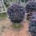 红花继木球基地直销规格齐全有需要的老板欢迎来电洽谈合作