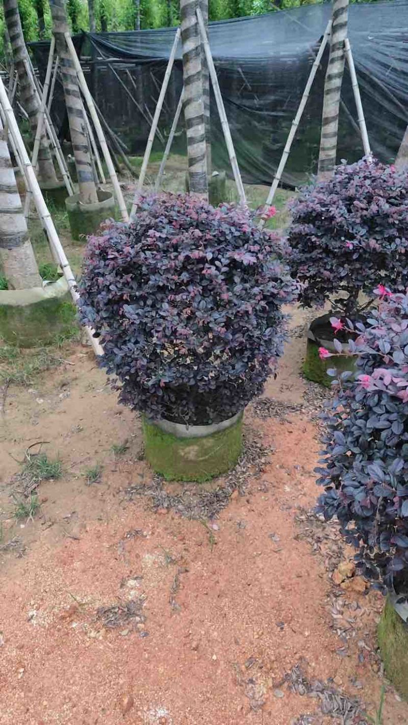 红花继木球基地直销规格齐全有需要的老板欢迎来电洽谈合作