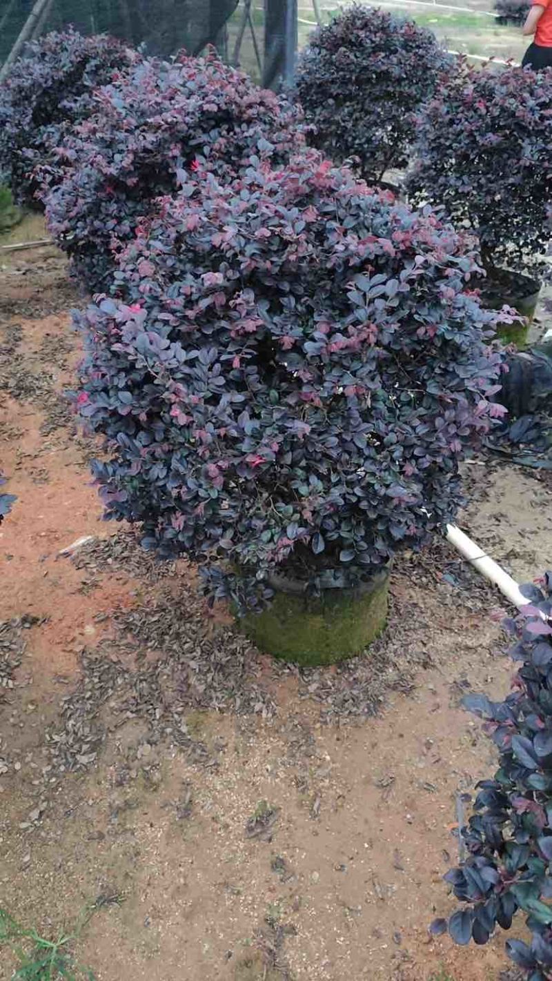 红花继木球基地直销规格齐全有需要的老板欢迎来电洽谈合作