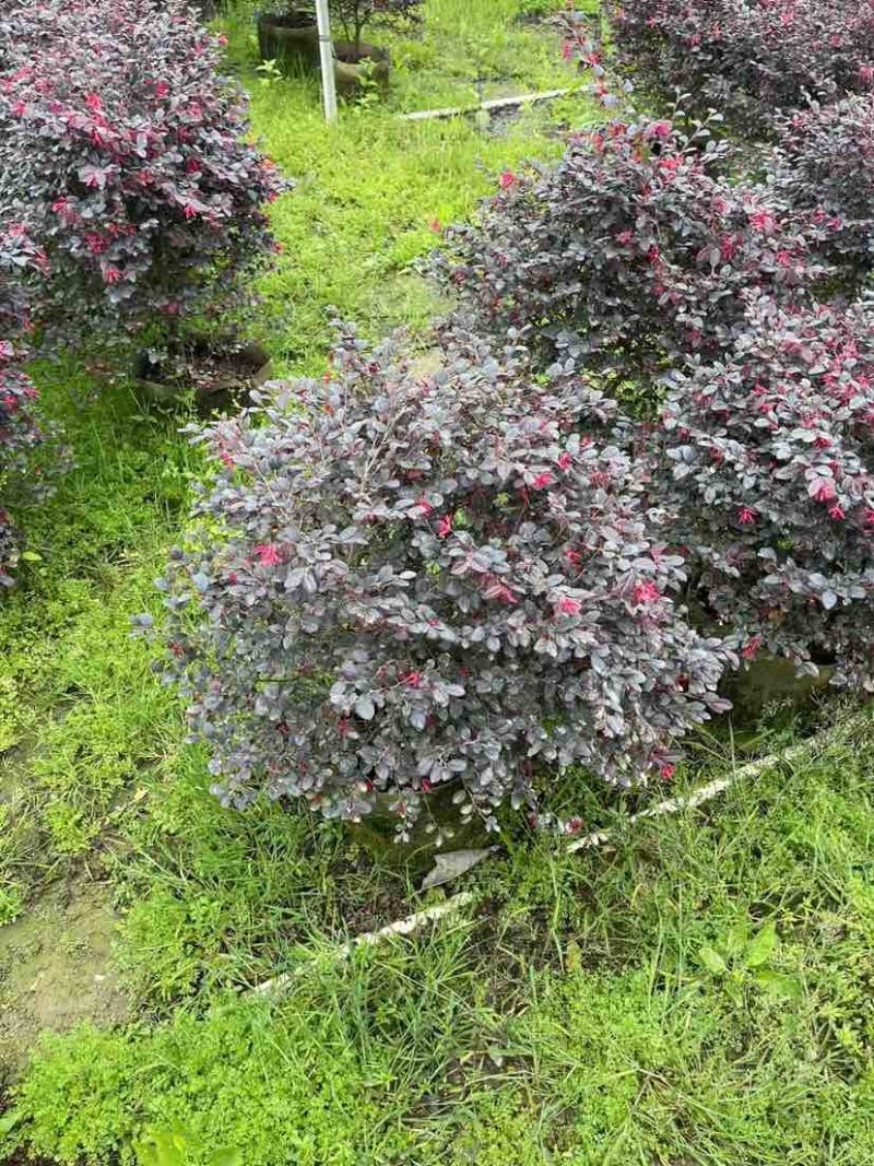 红花继木球基地直销规格齐全有需要的老板欢迎来电洽谈合作