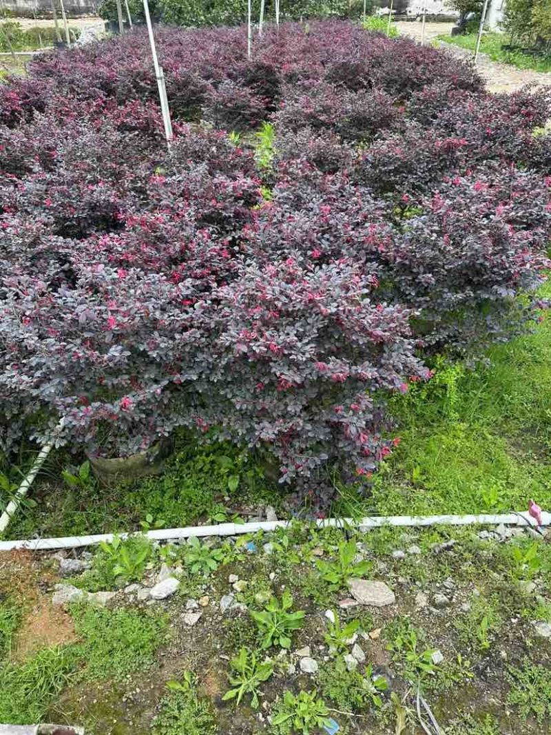红花继木球基地直销规格齐全有需要的老板欢迎来电洽谈合作