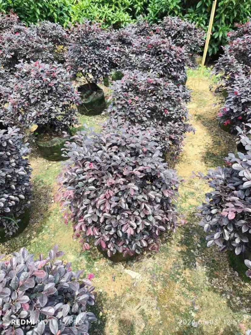 红花继木球基地直销规格齐全有需要的老板欢迎来电洽谈合作