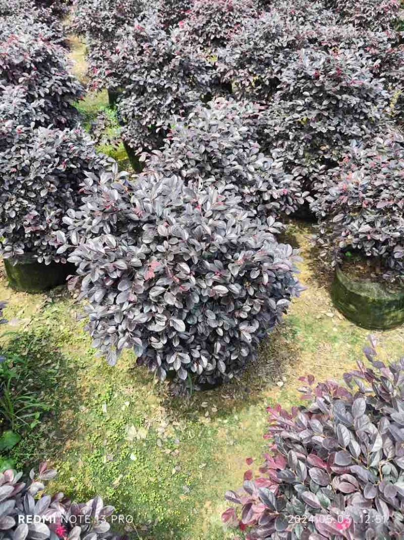 红花继木球基地直销规格齐全有需要的老板欢迎来电洽谈合作