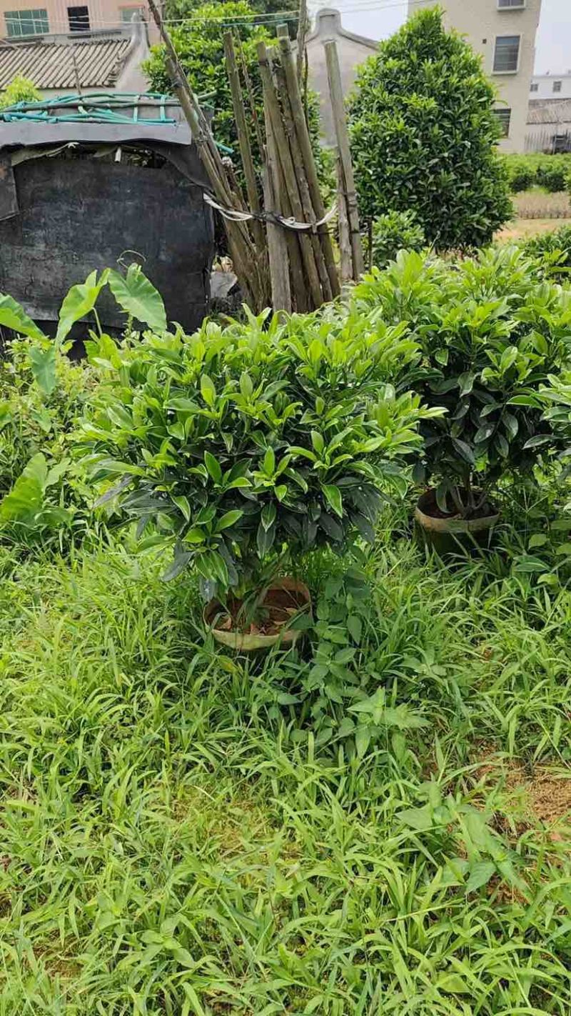 非洲茉莉布袋苗基地直销规格齐全有需要的老板欢迎来电洽谈