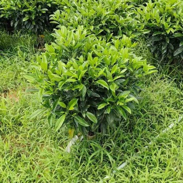 非洲茉莉布袋苗基地直销规格齐全有需要的老板欢迎来电洽谈
