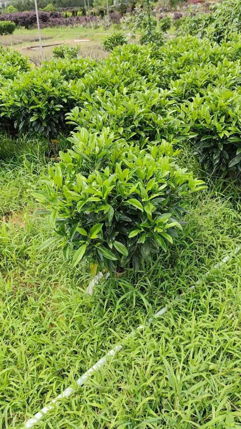 非洲茉莉布袋苗基地直销规格齐全有需要的老板欢迎来电洽谈