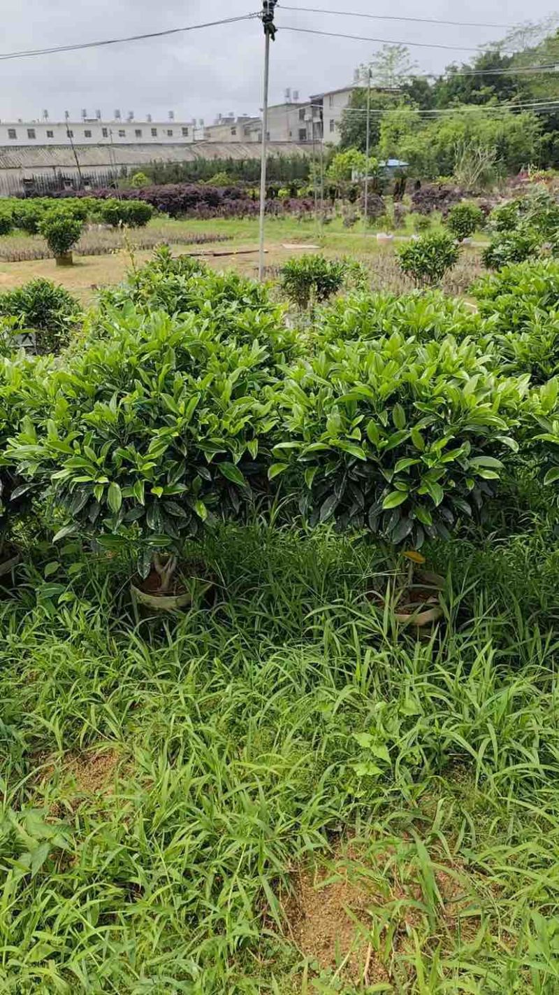 非洲茉莉布袋苗基地直销规格齐全有需要的老板欢迎来电洽谈