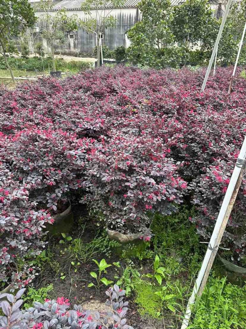 红继木球基地直销规格齐全有需要的老板欢迎来电洽谈合作
