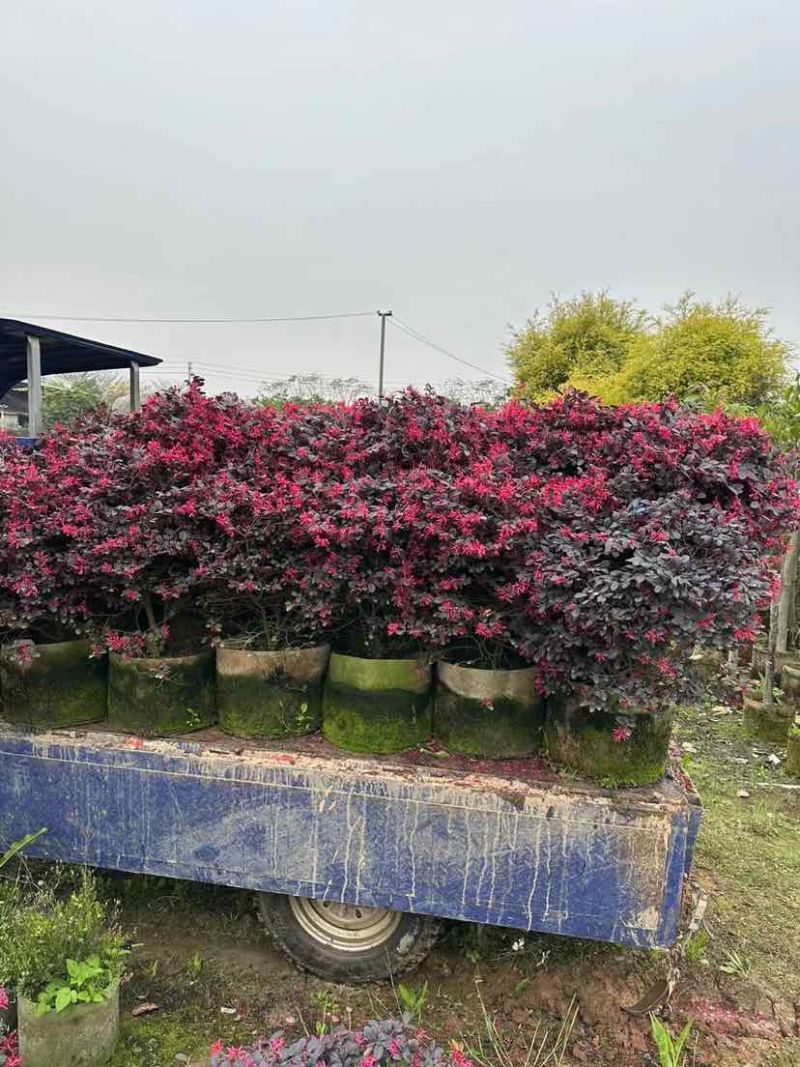 红继木球基地直销规格齐全有需要的老板欢迎来电洽谈合作