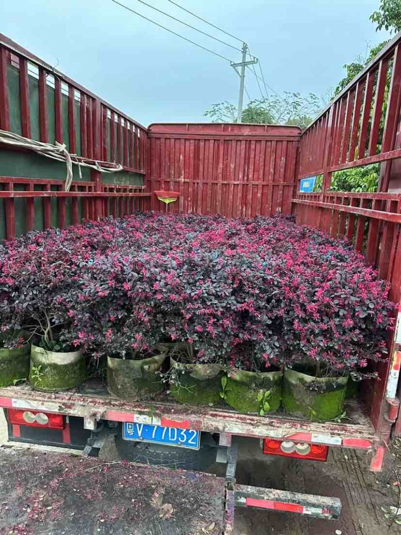 红继木球基地直销规格齐全有需要的老板欢迎来电洽谈合作