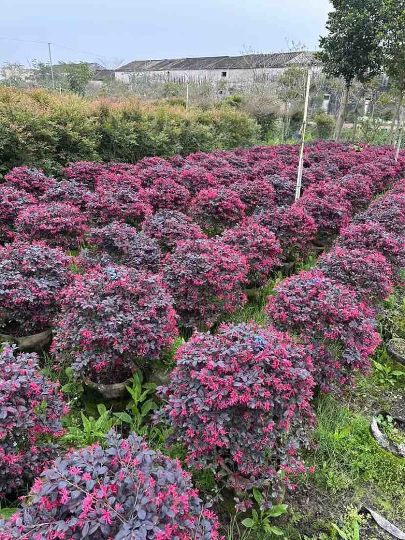 红继木球基地直销规格齐全有需要的老板欢迎来电洽谈合作