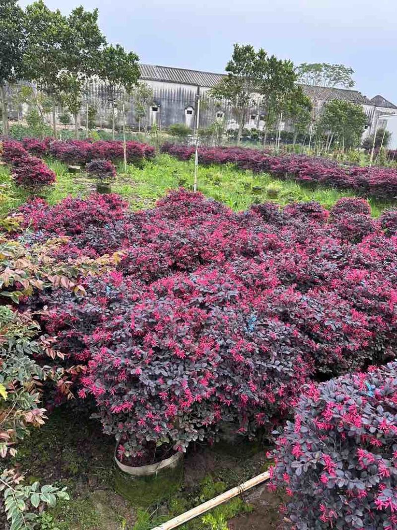 红继木球基地直销规格齐全有需要的老板欢迎来电洽谈合作