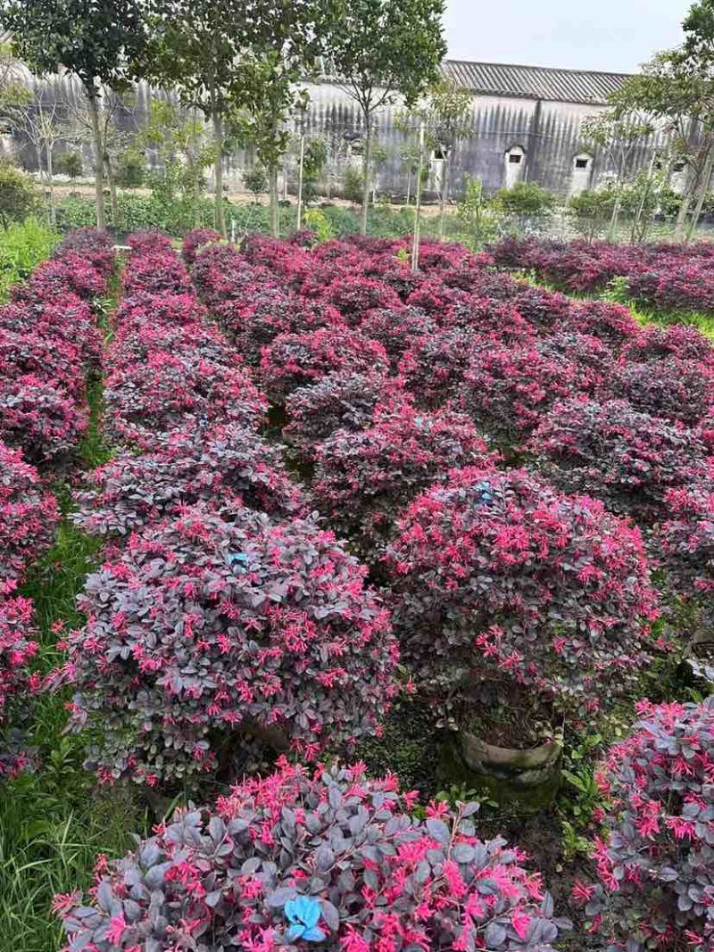 红继木球基地直销规格齐全有需要的老板欢迎来电洽谈合作