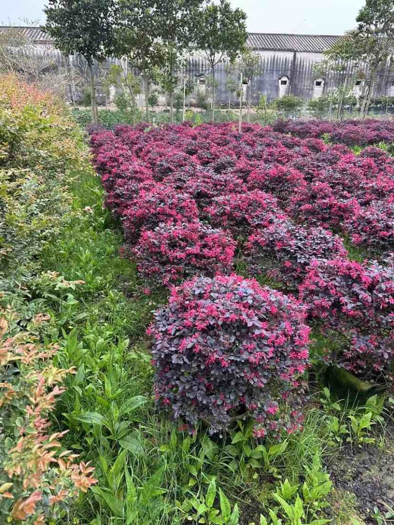 红继木球基地直销规格齐全有需要的老板欢迎来电洽谈合作