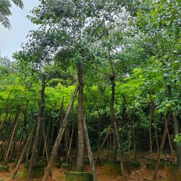 乌桕树基地直销规格齐全有需要的老板欢迎来电洽谈合作