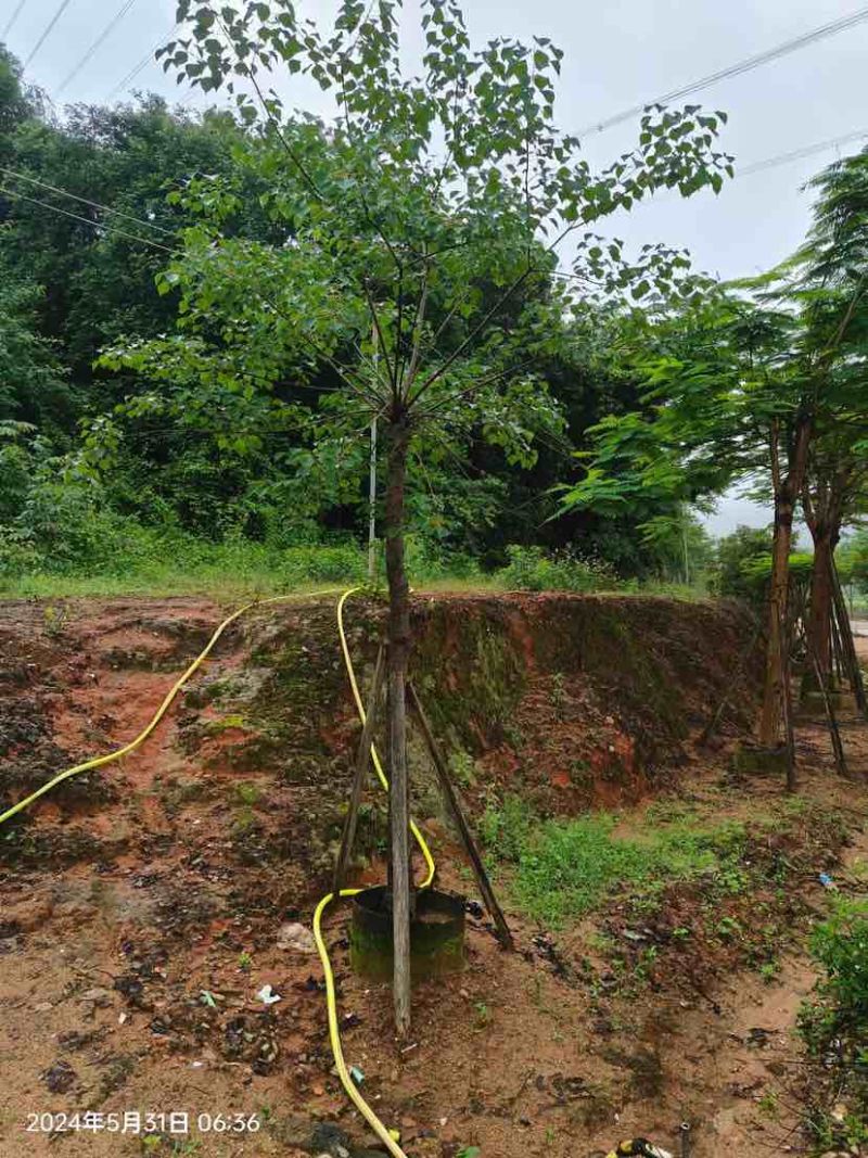 乌桕树基地直销规格齐全有需要的老板欢迎来电洽谈合作