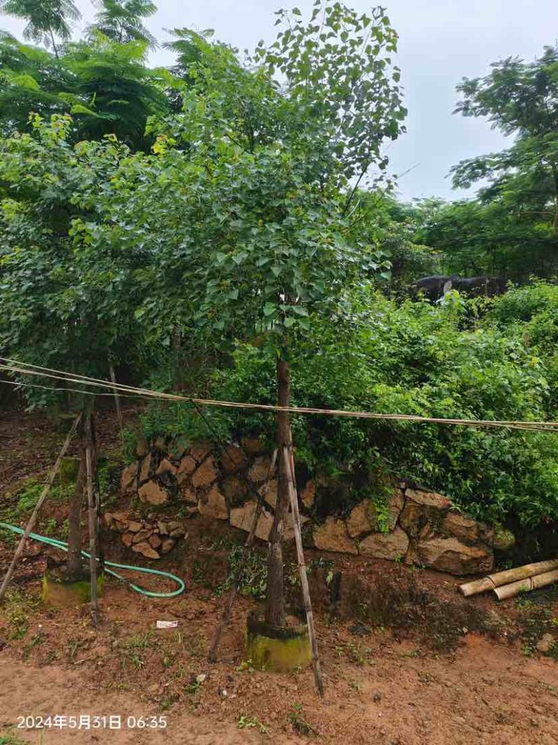 乌桕树基地直销规格齐全有需要的老板欢迎来电洽谈合作