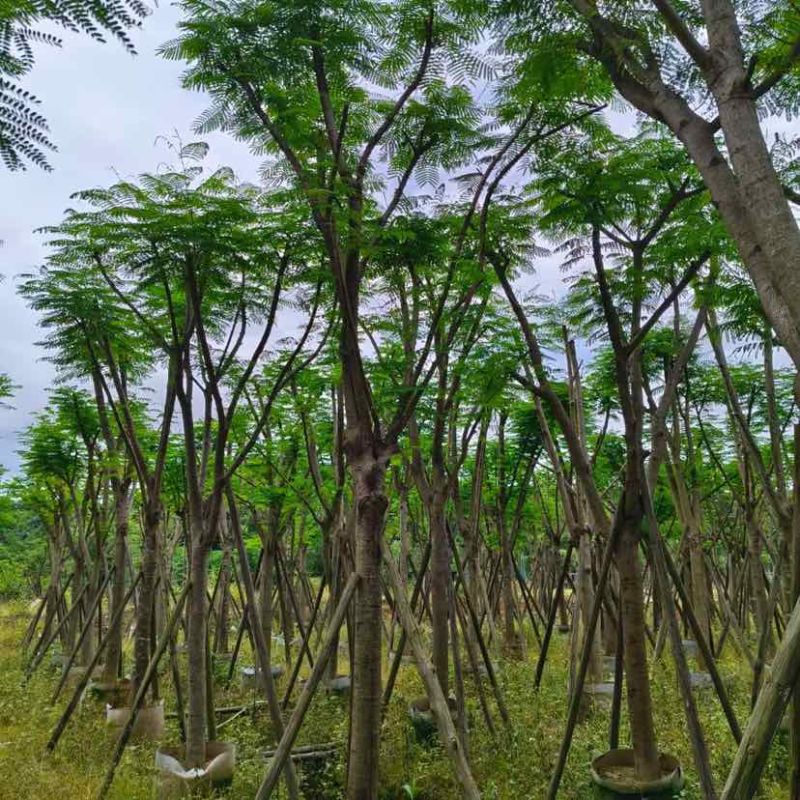 骨架凤凰树/红花楹基地直销规格齐全有需要的老板欢迎来电