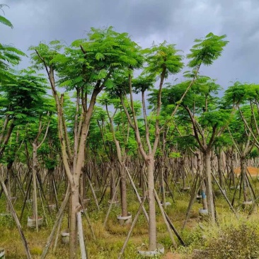 骨架凤凰树/红花楹基地直销规格齐全有需要的老板欢迎来电