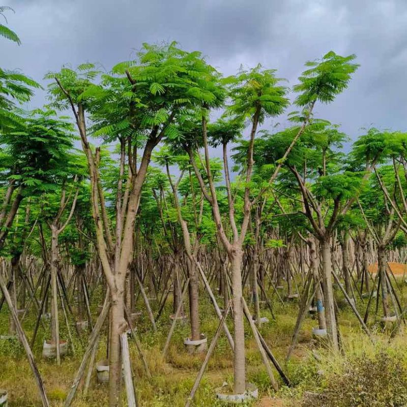 骨架凤凰树/红花楹基地直销规格齐全有需要的老板欢迎来电