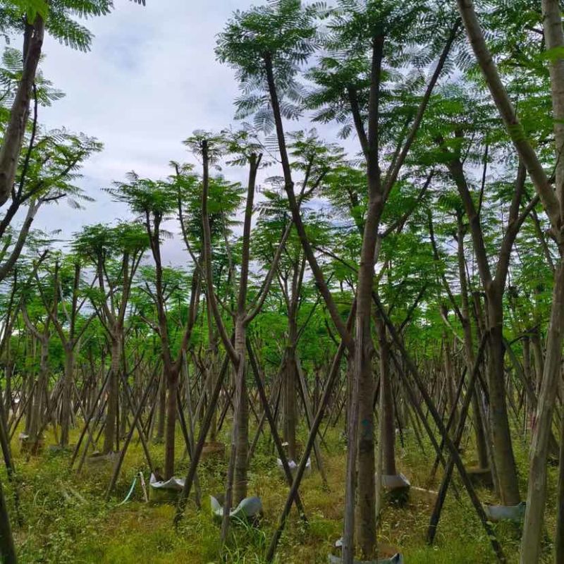 骨架凤凰树/红花楹基地直销规格齐全有需要的老板欢迎来电