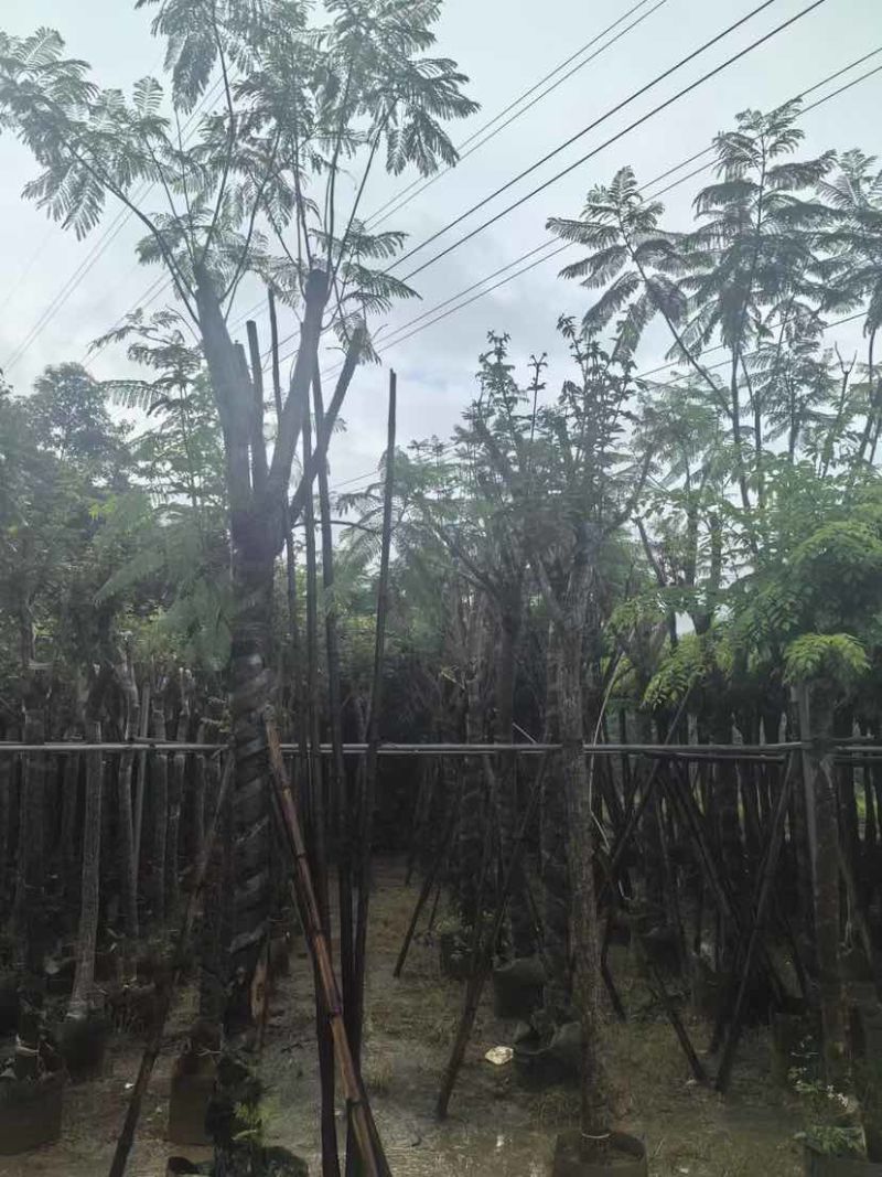 骨架蓝花楹树基地直销规格齐全有需要的老板欢迎来电洽谈合作