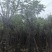 骨架蓝花楹树基地直销规格齐全有需要的老板欢迎来电洽谈合作