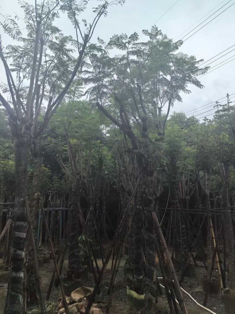 骨架蓝花楹树基地直销规格齐全有需要的老板欢迎来电洽谈合作