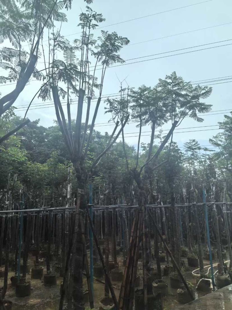 骨架蓝花楹树基地直销规格齐全有需要的老板欢迎来电洽谈合作