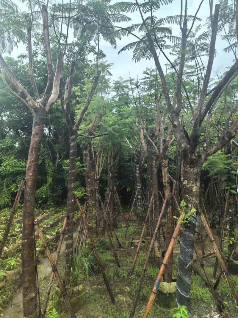 骨架蓝花楹树基地直销规格齐全有需要的老板欢迎来电洽谈合作