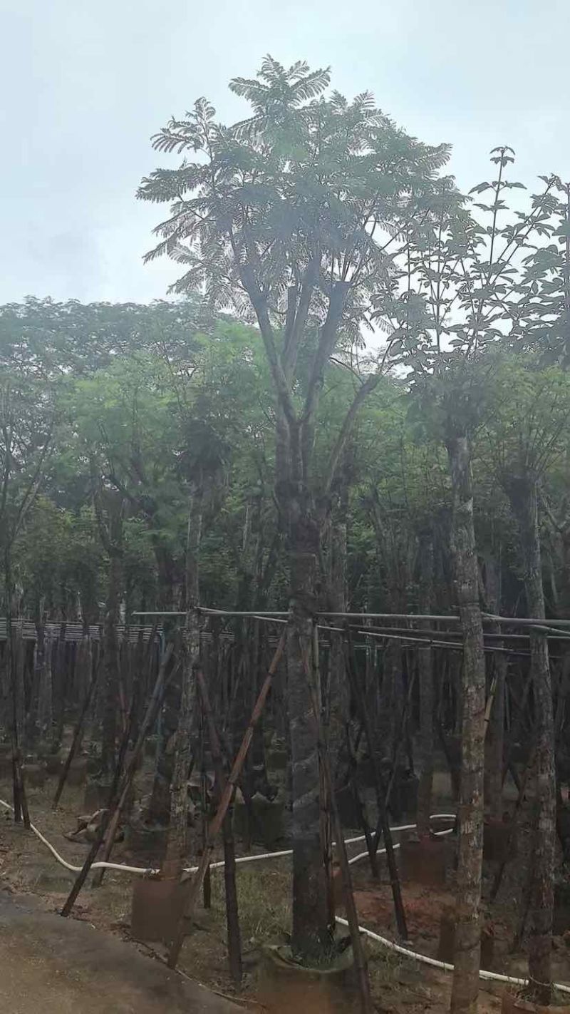 骨架蓝花楹树基地直销规格齐全有需要的老板欢迎来电洽谈合作