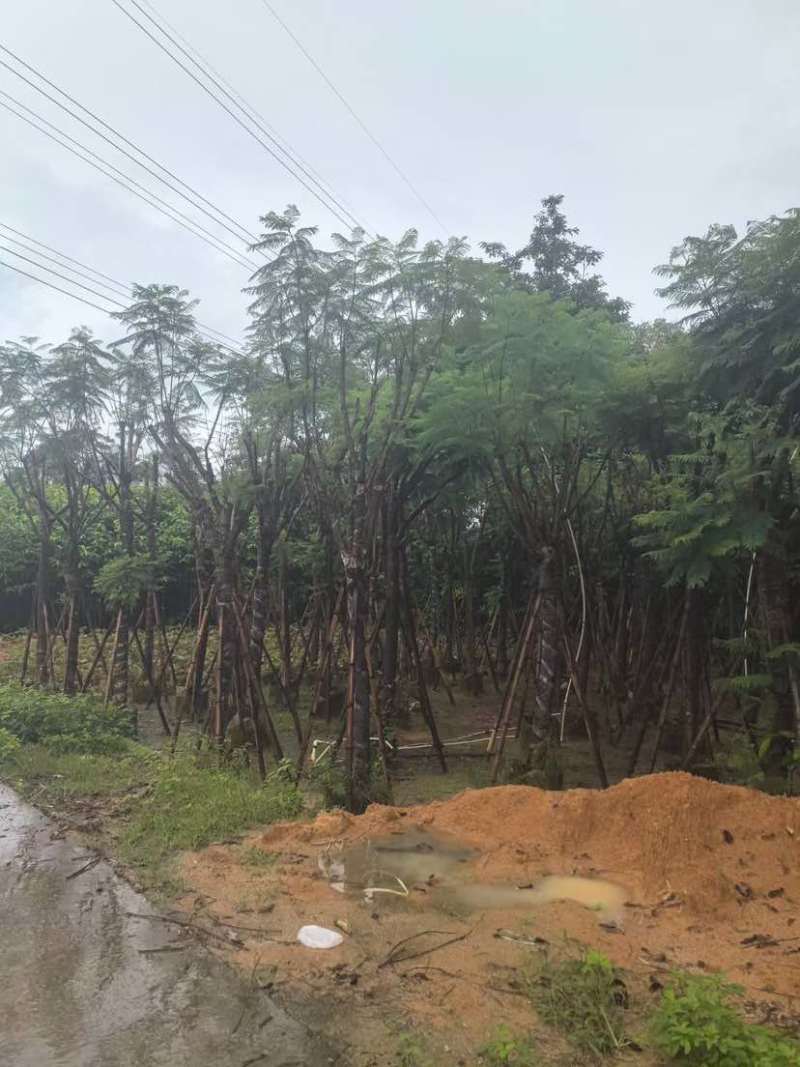 骨架蓝花楹树基地直销规格齐全有需要的老板欢迎来电洽谈合作