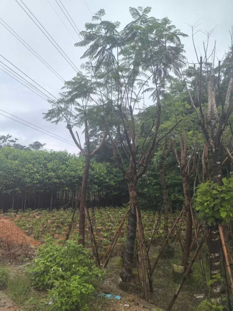 骨架蓝花楹树基地直销规格齐全有需要的老板欢迎来电洽谈合作