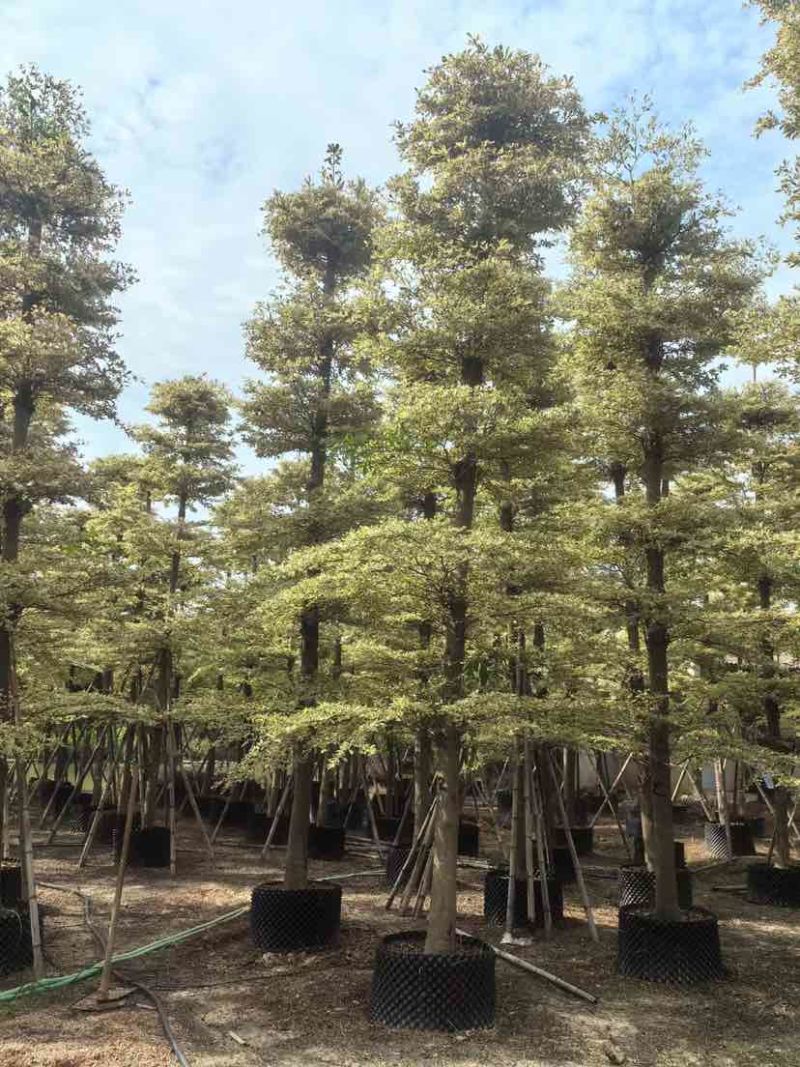 锦叶榄仁树/小叶榄仁树基地直销规格齐全有需要的老板来电