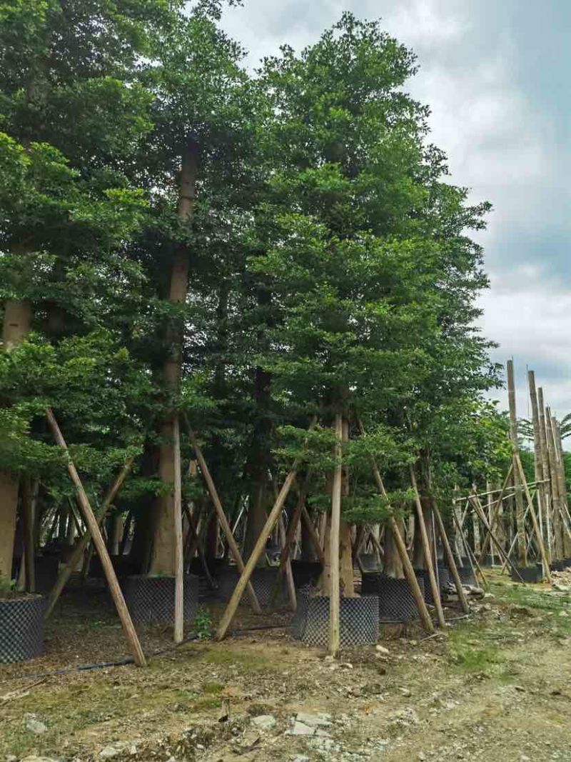 锦叶榄仁树/小叶榄仁树基地直销规格齐全有需要的老板来电