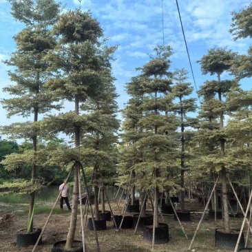 锦叶榄仁树/小叶榄仁树基地直销规格齐全有需要的老板来电