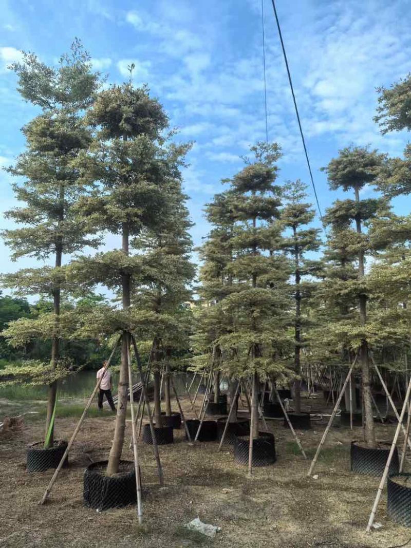 锦叶榄仁树/小叶榄仁树基地直销规格齐全有需要的老板来电