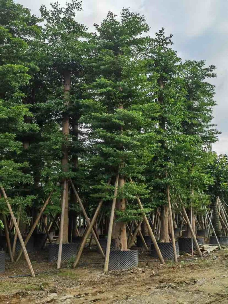 锦叶榄仁树/小叶榄仁树基地直销规格齐全有需要的老板来电