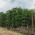锦叶榄仁树/小叶榄仁树基地直销规格齐全有需要的老板来电