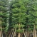 锦叶榄仁树/小叶榄仁树基地直销规格齐全有需要的老板来电
