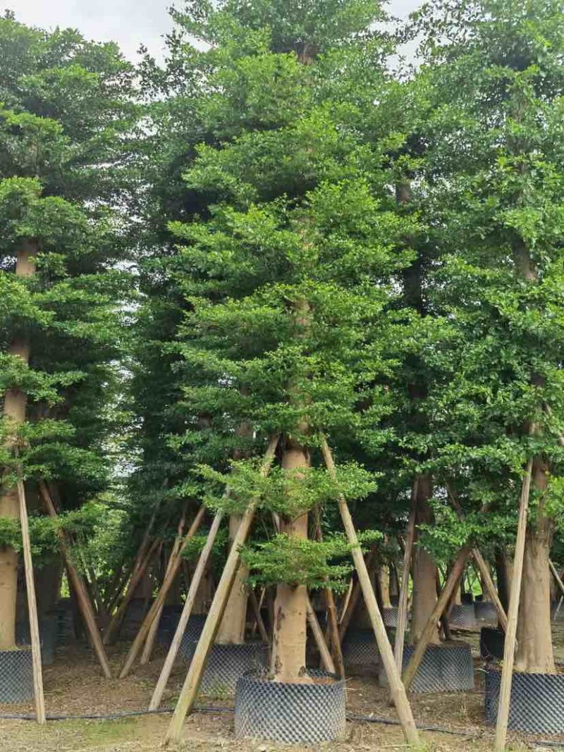 锦叶榄仁树/小叶榄仁树基地直销规格齐全有需要的老板来电